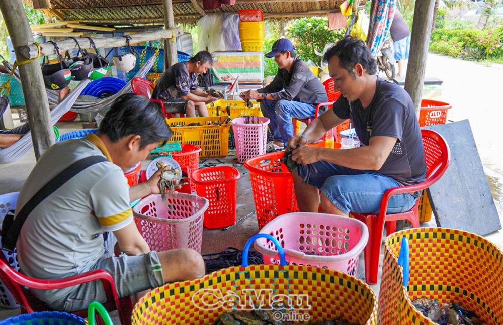 Người nuôi cua hay thương lái cũng dùng phần mềm Nông nghiệp Cà Mau để cập nhật giá cả thị trường, xu hướng nuôi cua để thay đổi và thích ứng kịp thời.