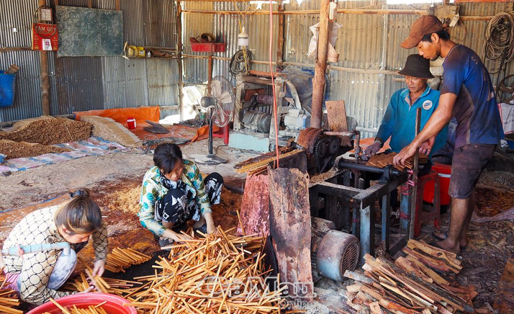 Cơ sở chế biến đũa đước của anh Ðại tạo việc làm cho 3 lao động trong gia đình và 4 lao động nhàn rỗi tại địa phương.