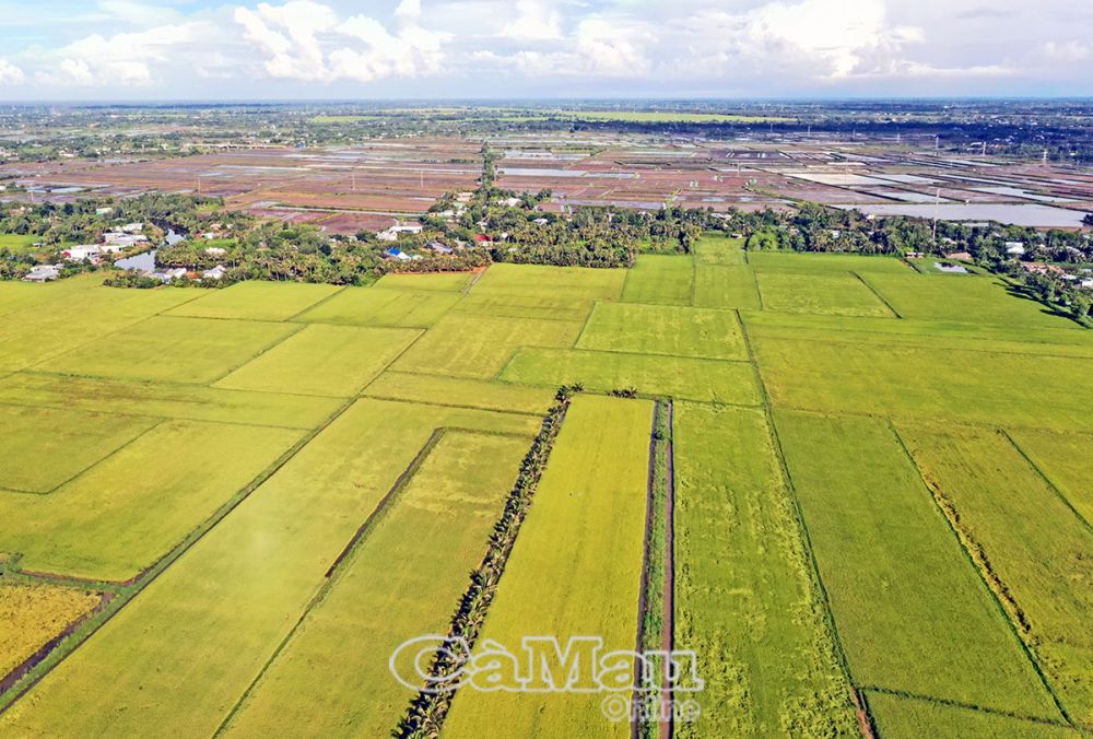 Cánh đồng vàng xã Lý Văn Lâm (TP Cà Mau) nổi bật, đan xen với những cánh đồng lúa - tôm tại các vùng trấp với Phường 8 của thành phố và xã Lợi An (huyện Trần Văn Thời).