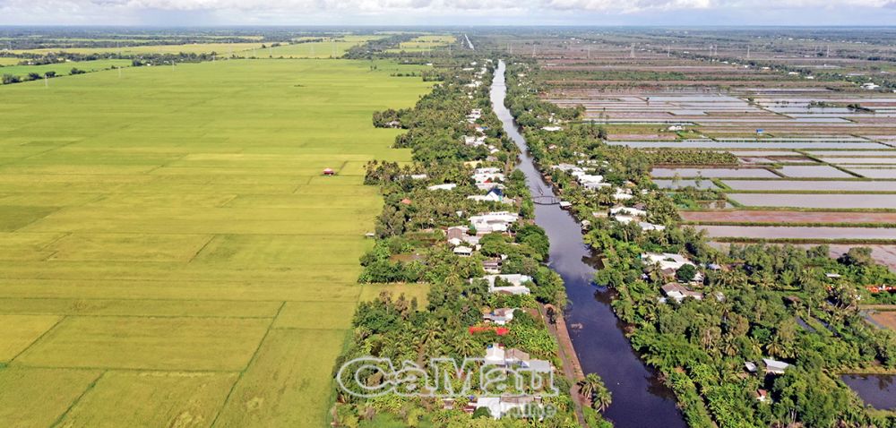 Kinh Hội - dòng sông mang trong mình dòng nước ngọt chảy từ vùng nội đồng, chia đôi vùng sản xuất tại xã Khánh Bình (huyện Trần Văn Thời), một bên là cánh đồng lúa bạt ngàn và một bên là những đồng tôm thẳng tắp.