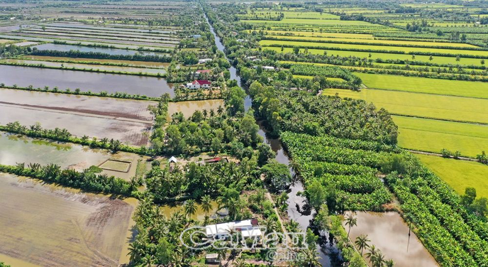 Cùng với con tôm, cây lúa, tại vùng trấp luôn hiện diện những hàng dừa, bờ chuối, tạo nên nét đặc trưng và sắc màu luôn tươi xanh, đầy sức sống. (Ảnh chụp tại vùng trấp xã Trần Hợi và Khánh Bình Ðông, huyện Trần Văn Thời).