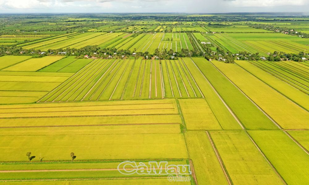 Quy hoạch hài hoà, thích ứng biến đổi khí hậu, cùng với hạ tầng thuỷ lợi được đầu tư nên sản xuất phát triển bền vững. (Ảnh: Cánh đồng lúa vàng được dự báo bội thu tại ấp Minh Hà A, xã Khánh Bình Ðông (huyện Trần Văn Thời), dù là vùng trấp với xã Trần Hợi theo hệ sản xuất lúa - tôm).