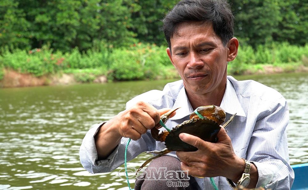 Sản lượng cua trung bình mỗi năm của tỉnh khoảng 25 ngàn tấn.