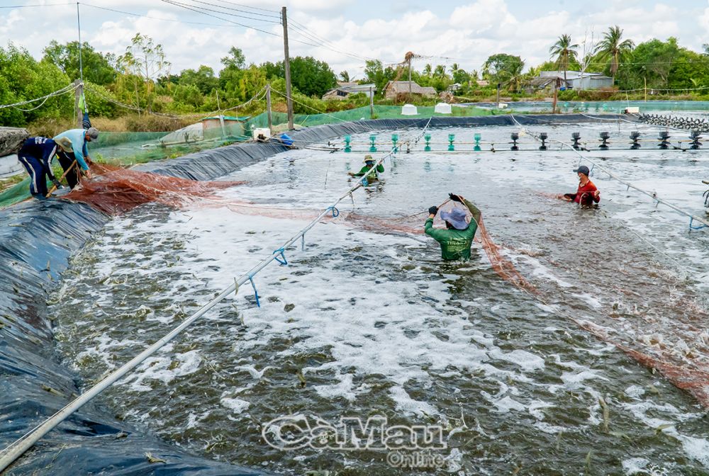 Nhờ phát triển nhiều quy trình nuôi, năng suất loại hình nuôi tôm siêu thâm canh của tỉnh được nâng lên khoảng 25-30 tấn/vụ/ha. Ảnh: NHẬT MINH