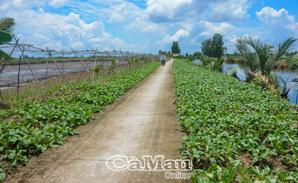 Người dân tận dụng bờ lộ giao thông để trồng hoa màu tăng thêm thu nhập.