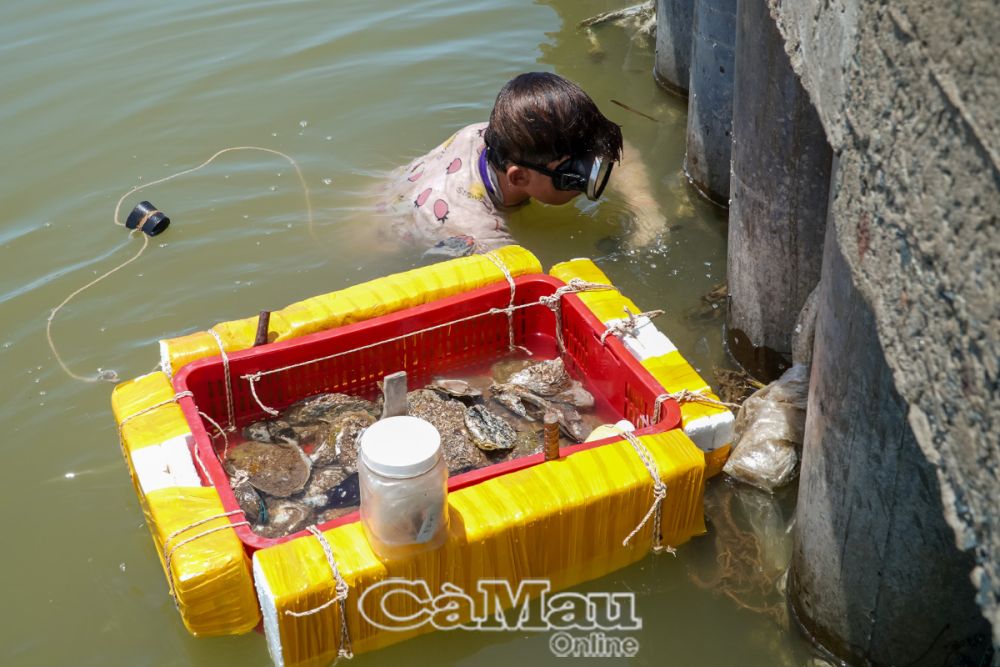 Thời điểm biển êm cũng là lúc anh Võ Chí Bảo tìm đến bờ kè chắn sóng đê biển Tây lặn đục hàu, mò vòm xanh.