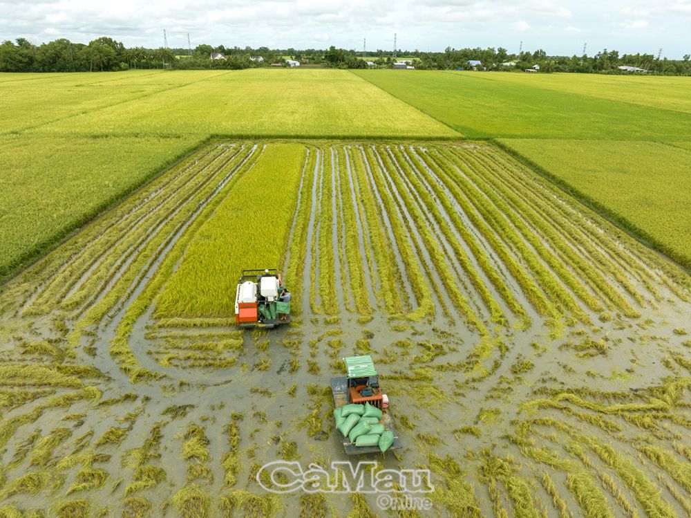 Tranh thủ lúc trời tạnh ráo, hộ ông Trịnh Út Tý, ấp Phạm Kiệt, xã Khánh Bình, cho máy vào cắt lúa chạy mưa.