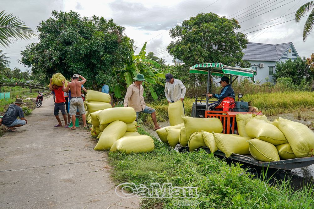 Thương lái đến tận ruộng thu mua lúa hè thu với giá từ 7.300-7.800 đồng/kg.