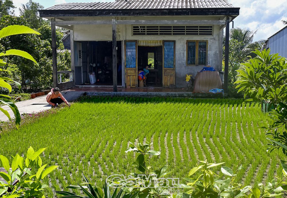 Mộc mạc với sân mạ non xanh mát, hứa hẹn cuộc sống ấm no cho người dân vùng tôm - lúa xã Khánh Hoà, huyện U Minh.