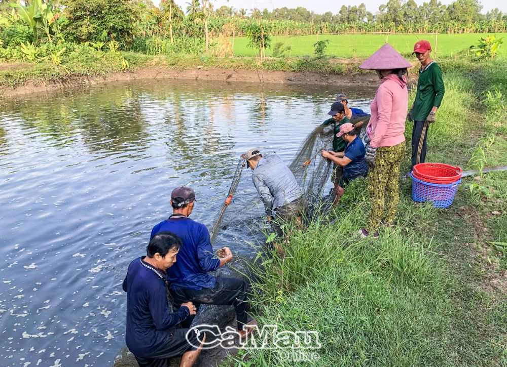 Ngoài trồng lúa và hoa màu, nghề nuôi cá bổi mang lại nguồn thu nhập đáng kể cho nông dân ở huyện Trần Văn Thời và U Minh. (Ảnh tư liệu: Thu hoạch cá bổi của nông dân huyện Trần Văn Thời).