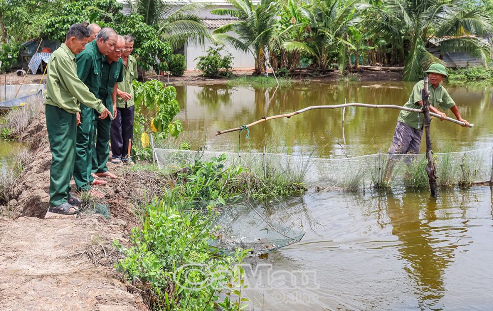 Mô hình nuôi cá bống tượng mang lại cho gia đình ông Hoạch nguồn thu nhập hơn 100 triệu đồng/năm, được nhiều hội viên CCB tham quan, học hỏi.