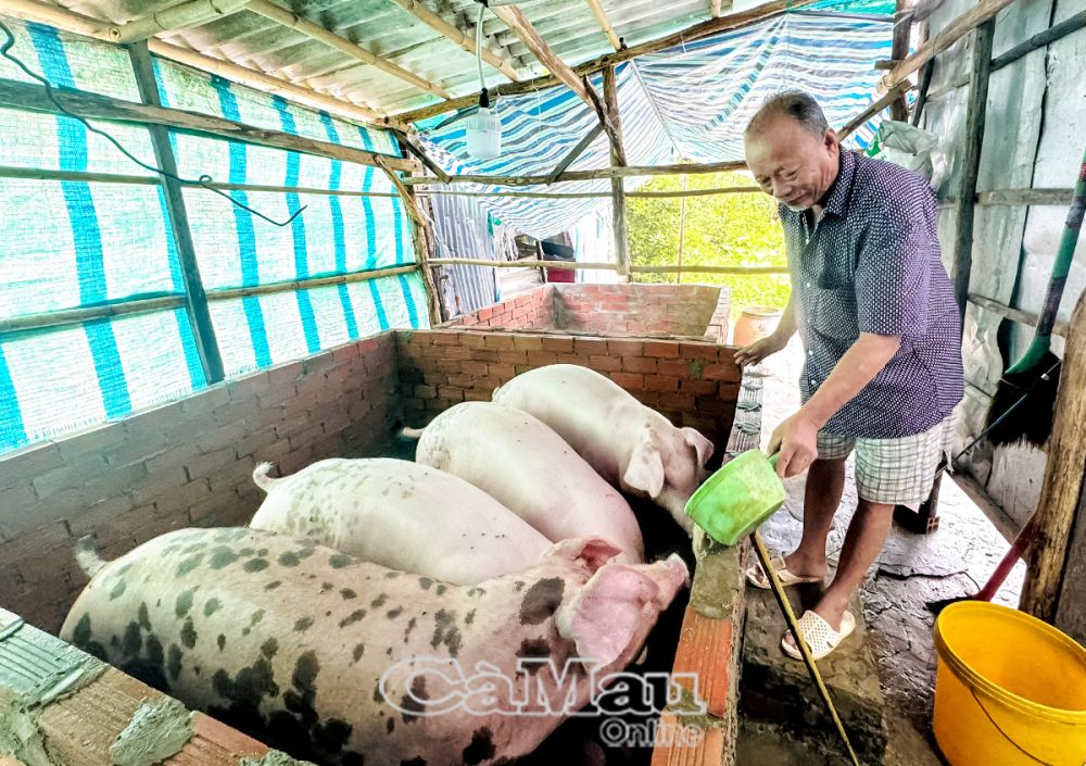 Nhờ được hỗ trợ mô hình nuôi heo, ông Lê Văn Phước quyết tâm thoát nghèo bền vững. 