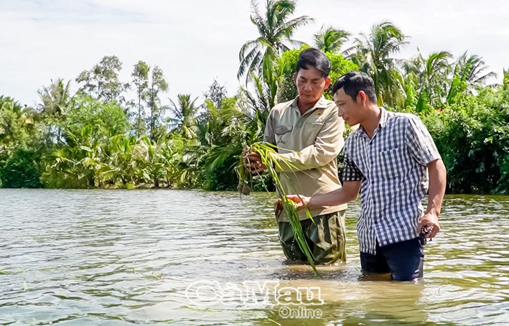 Ðợt mưa lớn ngay từ đầu vụ (cuối tháng 6) đã khiến nhiều thửa lúa hè thu, chỉ khoảng 1 tháng tuổi, trên địa bàn huyện Trần Văn Thời bị thiệt hại do ngập úng kéo dài.