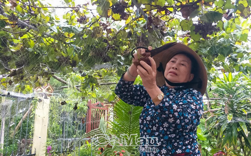 Bà Nguyễn Kim Nguyên thu hoạch nho.