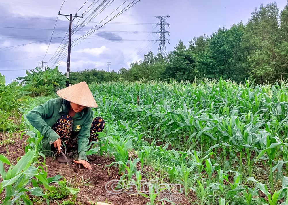 Thay vì trồng hết diện tích, nhiều nông dân chia nhỏ ra, trồng cách vụ từ 5-7 ngày để thu hoạch tiếp nối, cung cấp bắp đều đặn cho thị trường.