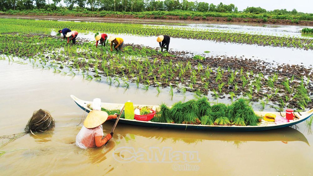 Cà Mau có khoảng 30.000 ha đất lúa - tôm, trước tình hình giá lúa tăng cao, nhiều khả năng diện tích sẽ tiếp tục tăng trong năm tới. (Trong ảnh: Không khí mùa cấy tại Ấp 2, xã Khánh Lâm, huyện U Minh). 