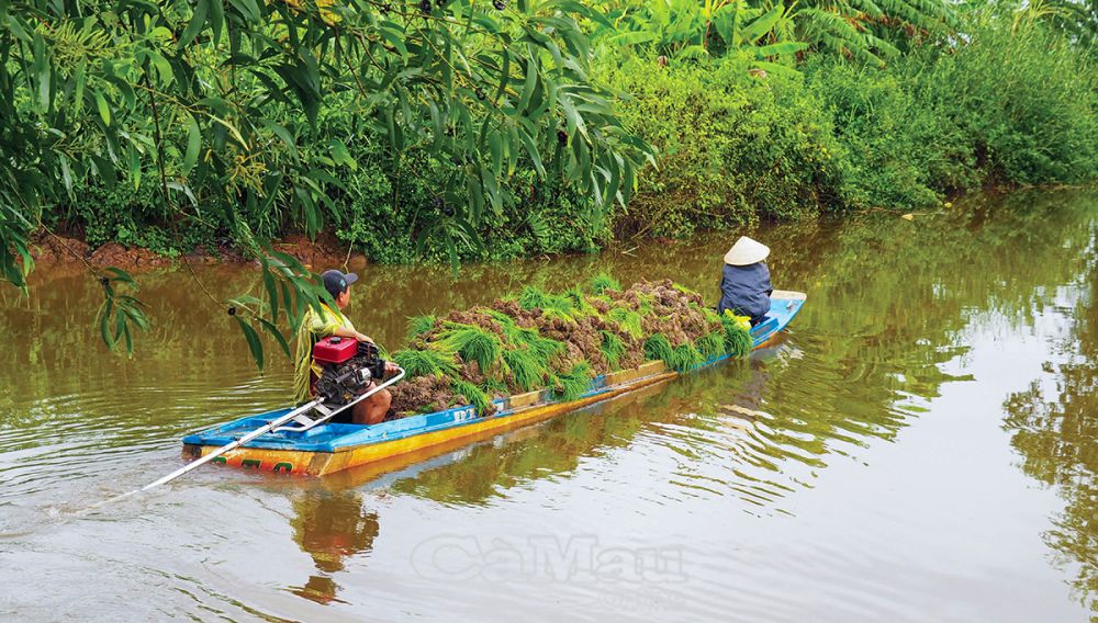 Chuyển mạ ra đồng.