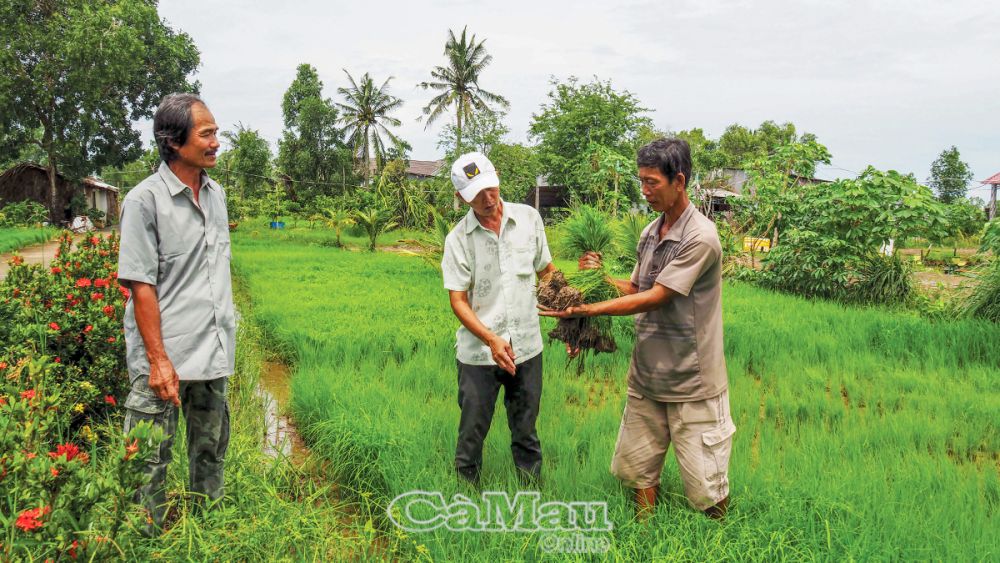 Ông Ðoàn Văn Nghĩa (bìa phải), Ấp 2, xã Khánh Lâm, huyện U Minh, tận dụng khuôn viên sân, đất ven lộ để gieo mạ.