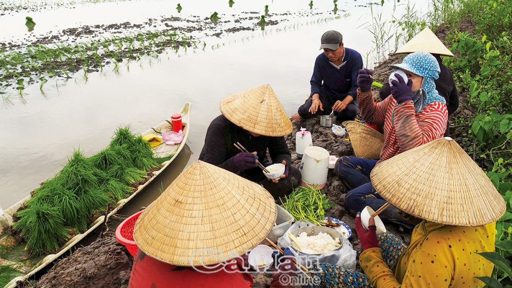 Bữa cơm mùa cấy.