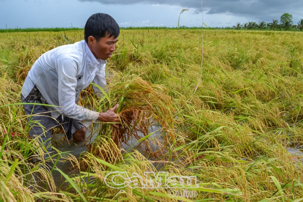 Ông Nguyễn Văn Hận, ấp Lung Bạ, xã Khánh Bình Đông, cột từng bụi lúa bị đổ ngã để hạn chế lúa ngập nước, giảm thất thoát, chờ ngày thu hoạch.