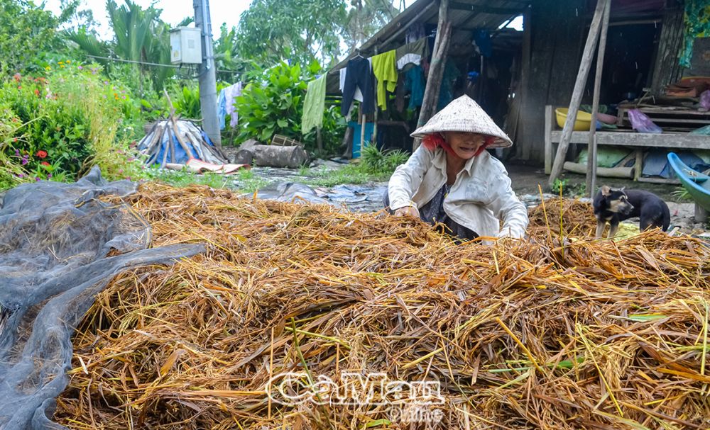 Bà Lê Thị Tiên, ấp Lung Bạ, xã Khánh Bình Đông, có 2 công lúa hè thu, nhưng ảnh hưởng mưa dông làm sập, mất trắng 1 công lúa, số còn lại gia đình thu hoạch làm thức ăn chăn nuôi.