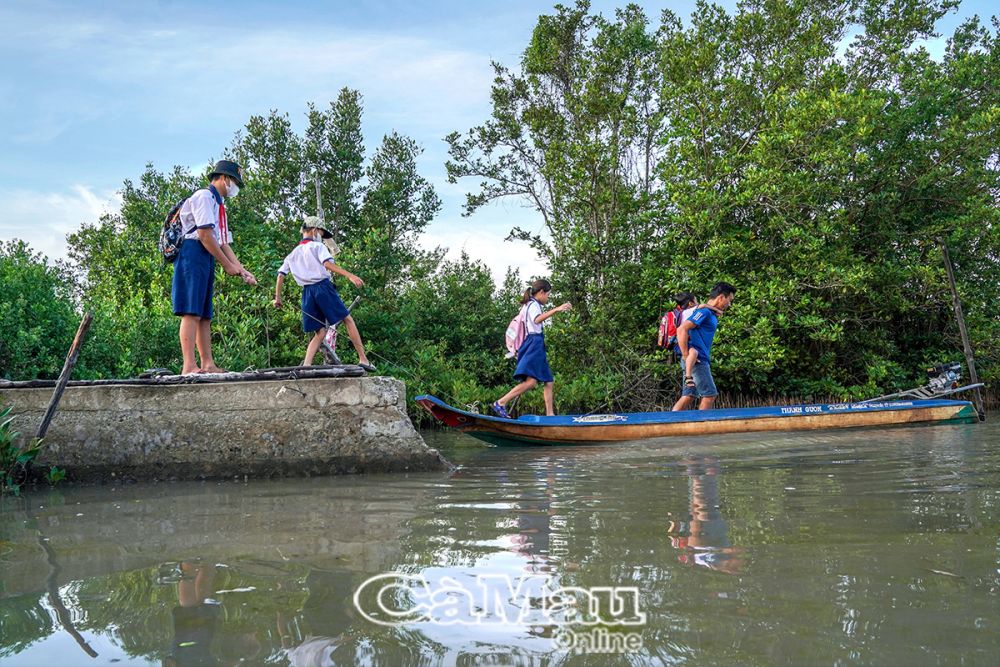 Ngay từ sáng sớm, anh Nguyễn Văn Mến, ấp Khai Long, xã Ðất Mũi, đã chuẩn bị vỏ lãi để kịp đưa con và các cháu đến trường.