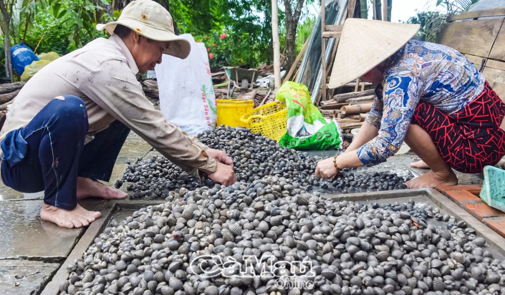 Thu hoạch sò nuôi trong vuông tôm tại gia đình anh Sơn, chị Quýt.