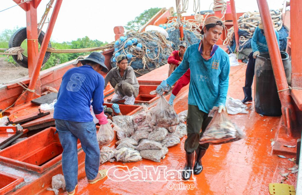 Lao động trên tàu dần ít đi, ảnh hưởng đến hiệu quả khai thác. Ảnh: HUỲNH TỨ