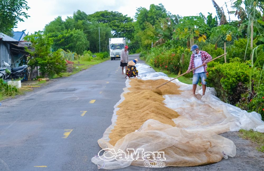 Ðến kỳ thu hoạch lúa, do không chủ động được chỗ phơi, sấy nên người dân thường chiếm dụng lòng đường để phơi lúa, gây an toàn giao thông. (Ảnh chụp tại tuyến lộ Tắc Thủ - Sông Ðốc, địa phận ấp Lung Bạ, xã Khánh Bình Ðông, huyện Trần Văn Thời, ngày 13/9/2024).  