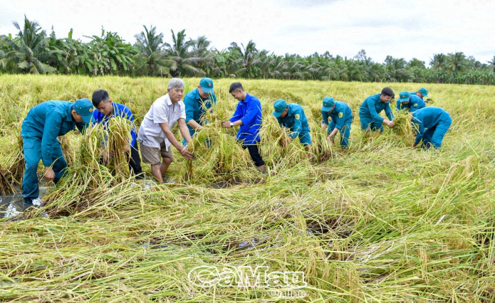 Dân quân tự vệ xã Trần Hợi, huyện Trần Văn Thời giúp Nhân dân khắc phục lúa bị gãy đổ do dông lốc vào năm 2023.