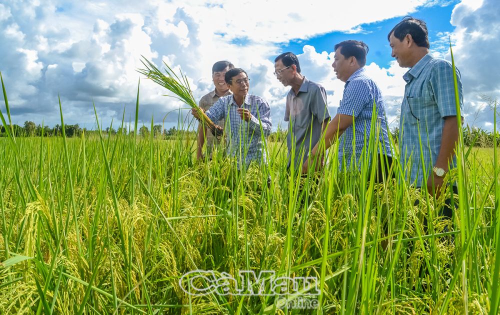 Từ khi áp dụng cơ giới hoá vào sản xuất, năng suất lúa không ngừng tăng. (Trong ảnh: Ðoàn cán bộ Hội Nông dân tỉnh tham quan mô hình sản xuất lúa chất lượng cao của HTX Long Giang).