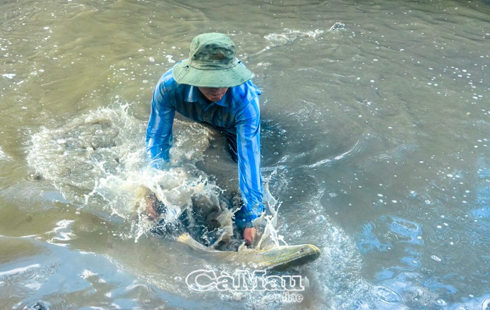 Khai thác cá lớn không chỉ mang lại giá trị kinh tế cao cho người dân mà còn góp phần quan trọng để bảo vệ nguồn lợi thuỷ sản lâu dài. (Trong ảnh: Người dân trên địa bàn xã Tân Ðức, huyện Ðầm Dơi, khai thác cá trong vuông tôm).