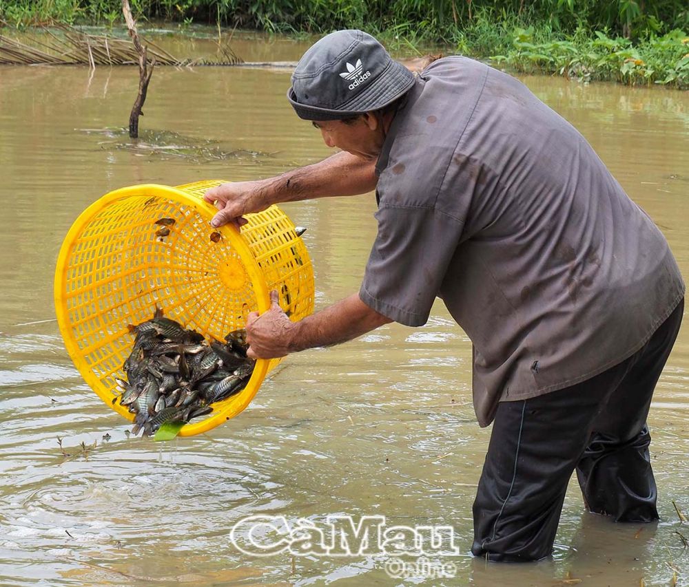 Ông Lê Thành Long, ấp Ðá Bạc, xã Khánh Bình Tây, áp dụng kỹ thuật nuôi cá bổi 2 giai đoạn, theo đó dèo cho cá khoẻ mạnh mới thả ruộng.