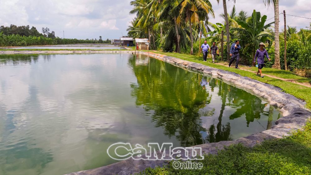 Anh Trác Hoàng Duy (đội nón), thành viên Chi hội Nghề nghiệp nuôi cá bổi ấp Trảng Cò, xã Khánh Lộc, có 5 ao nuôi cá bổi, hằng năm thu trên 30 tấn cá thương phẩm.