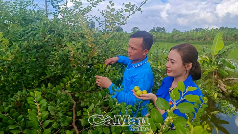 Anh Thuận mạnh dạn thực hiện và thành công với mô hình trồng táo trên vùng đất sản xuất lúa kém hiệu quả. Với 600 gốc táo, mỗi năm cho lợi nhuận từ 400-450 triệu đồng.   