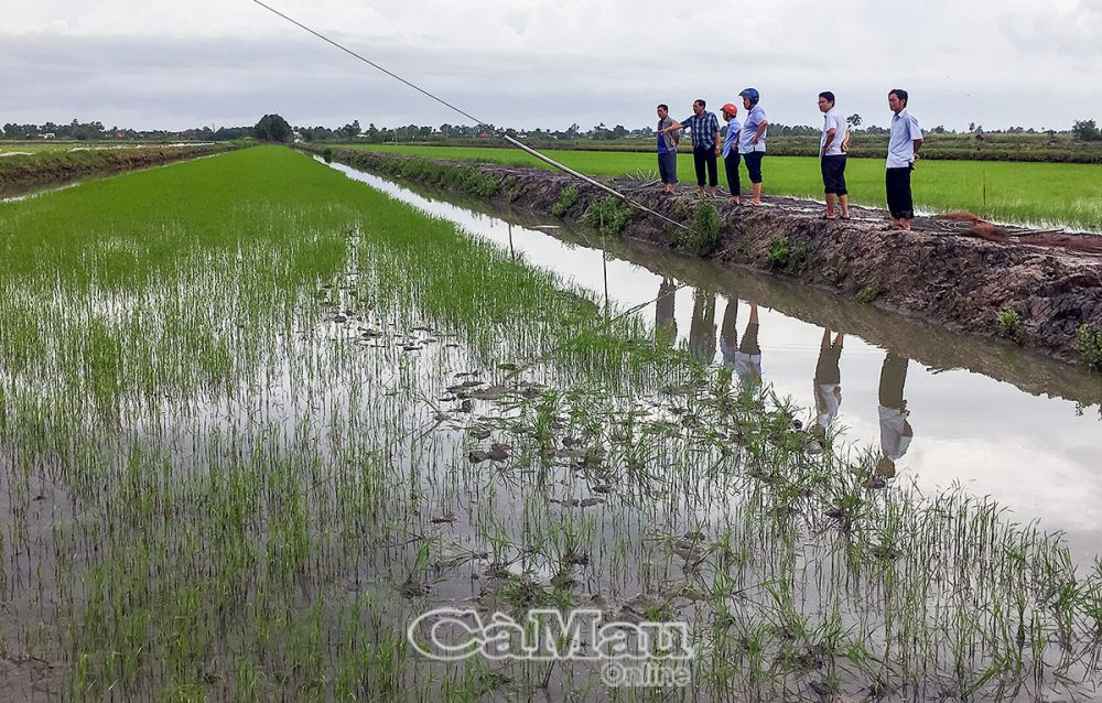 Diện tích lúa trên đất nuôi tôm được bảo vệ an toàn khi mưa lớn kéo dài.