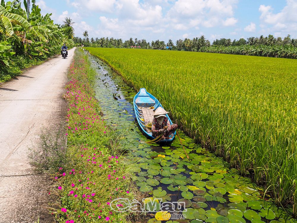 Tuyến đường nông thôn thuộc địa bàn xã Khánh Lộc, huyện Trần Văn Thời.