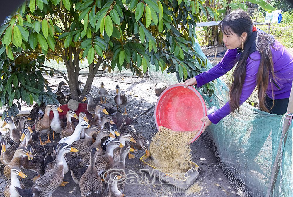 Nhờ thâm canh trên cùng diện tích mà hộ chị Diệp Lệ Ái tăng thu nhập đáng kể.