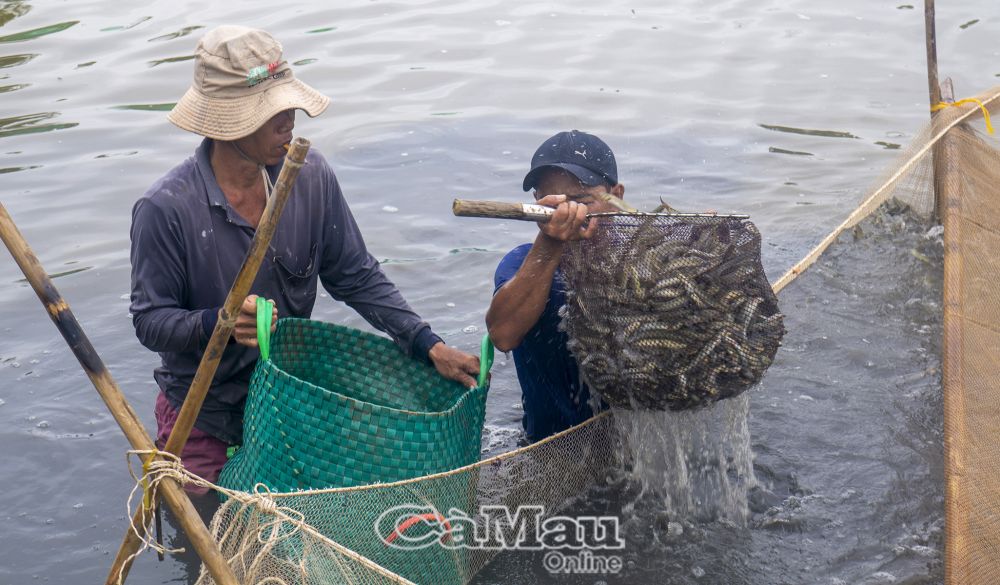 Thu hoạch cá kèo tại hộ ông Tô Minh Phong.