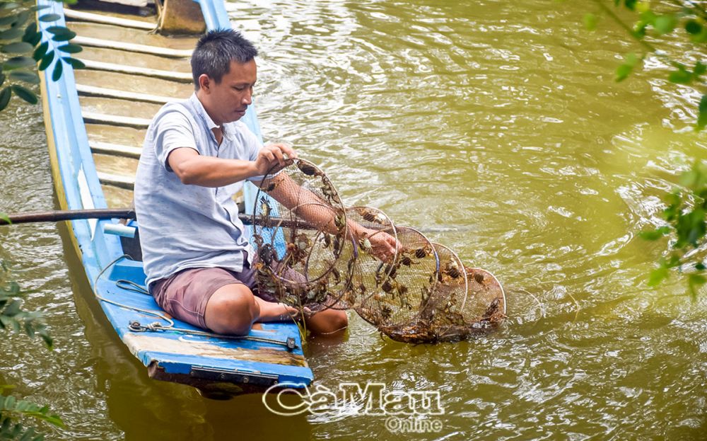 Vào đúng con nước, mỗi cái lú có thể đặt dính vài ký ghẹm.