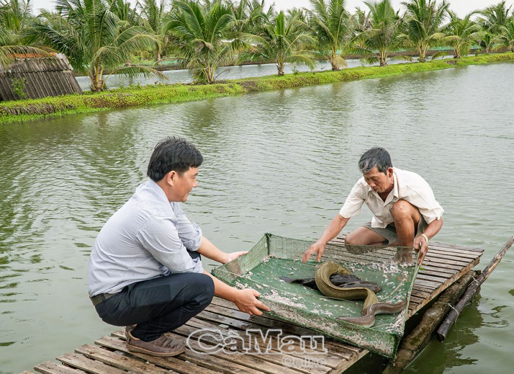 Ðịa phương hiện có nhiều hộ nuôi cá chình, cá bống tượng bán sản phẩm qua kênh thương mại điện tử (tài khoản Facebook “Cá chình - cá bống tượng xã Tân Thành”).