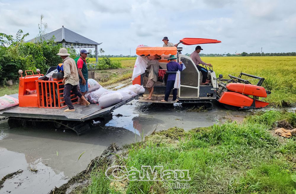 Máy gặt đập liên hợp được huy động để thu hoạch lúa.