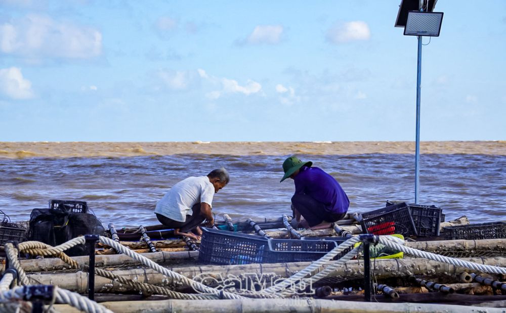 Ngư dân cần cập nhật thông tin về thời tiết thường xuyên và liên tục, cũng như tuân thủ các quy tắc an toàn trên biển. (Ảnh chụp tại xã Khánh Bình Tây, huyện Trần Văn Thời, tháng 3/2024).