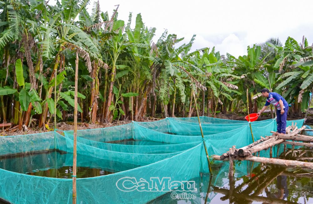 Ông Nguyễn Minh Ðương, Ấp 12, xã Khánh Thuận, huyện U Minh, ngày đêm chăm sóc các ao dèo cá để tránh hao hụt khi thả ra môi trường tự nhiên.