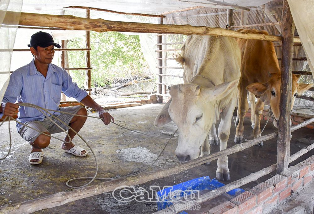 Năm 2022, ông Trương Văn Kê, xã Hoà Thành, TP Cà Mau, được hỗ trợ 2 con bò từ dự án giảm nghèo, đến nay bò phát triển khoẻ mạnh, ông dự định nhân đàn, mở rộng chuồng trại. Ông Kê đã làm đơn xin thoát nghèo.