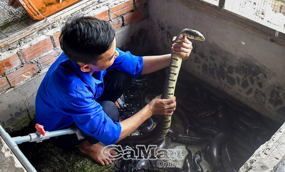 Nhà chỉ có vài công đất vuông, anh Trần Minh Ðăng ở xã Tân Lộc, huyện Thới Bình áp dụng thành công mô hình nuôi rắn ri tượng trong hồ xi măng, vừa cho sinh sản, bán rắn giống và nhân đàn.