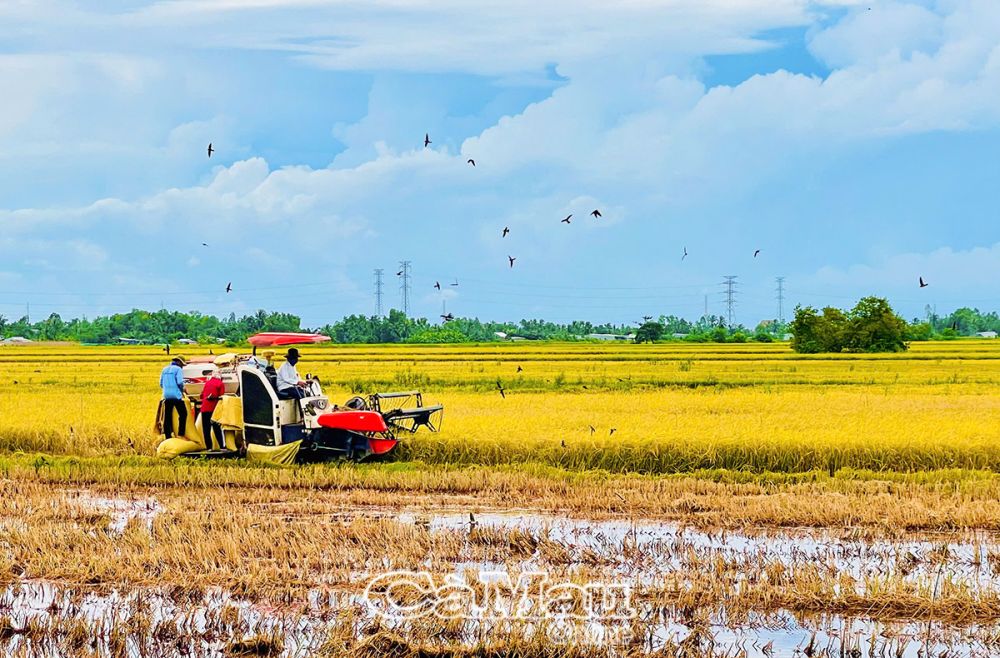 Vùng sản xuất hệ sinh thái ngọt Tiểu vùng III Bắc Cà Mau với đặc trưng cây lúa là cây trồng chính giữ vai trò chủ lực với diện tích gần 30.000 ha, sản lượng lúa hằng năm thu về trên 330.000 tấn.