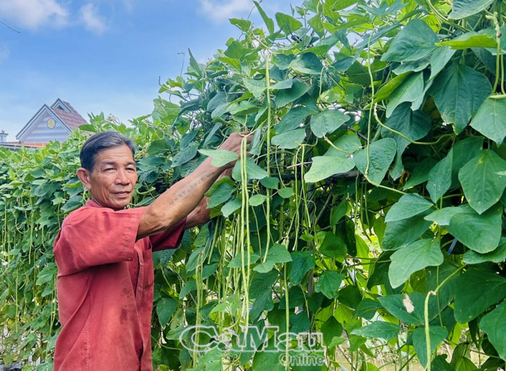 Tuổi cao nhưng ông Hồ Văn Khởi vẫn chăm chỉ trồng rau màu để cải thiện cuộc sống gia đình và làm gương cho con cháu noi theo.