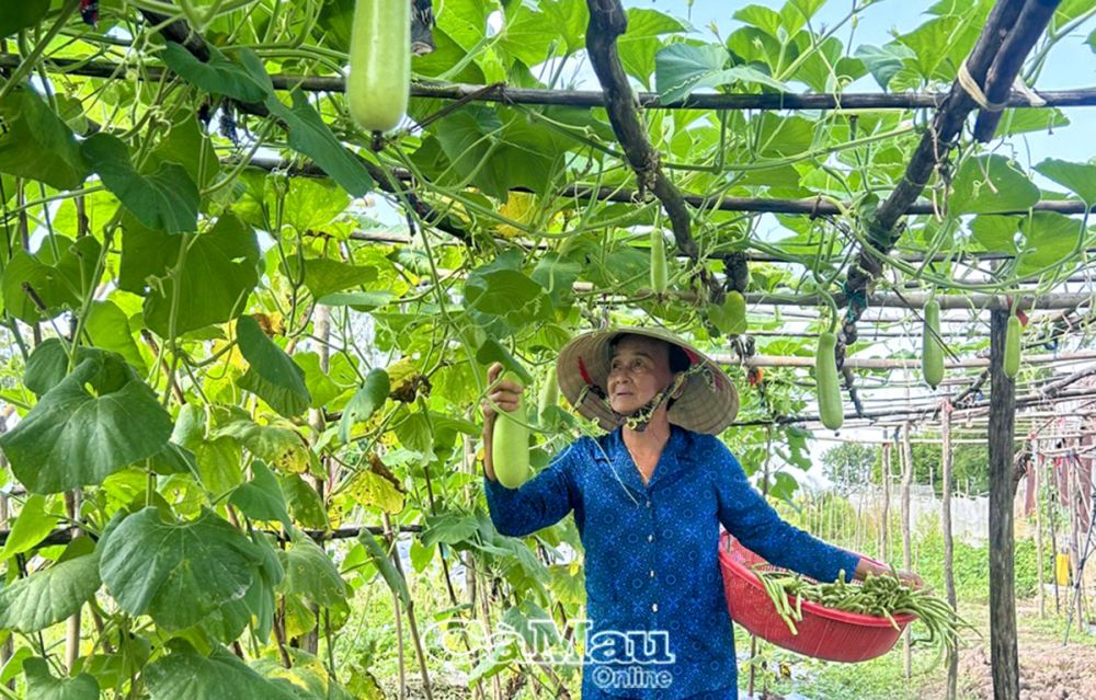 Bà Nguyễn Thị Dung hằng ngày cần mẫn chăm sóc cho mảnh vườn, có rau, trái thu hoạch quanh năm.