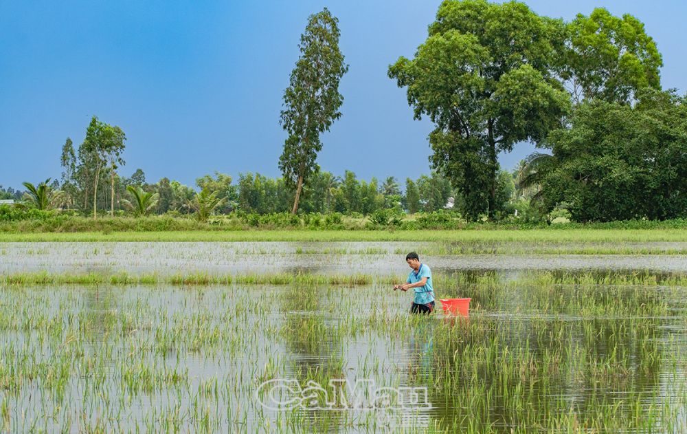 Khi những cơn mưa trút hạt cũng là lúc người dân tranh thủ giăng lưới trên đồng.